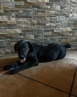 Cucciola Labrador Retriever pedigree nera