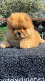 Chow chow con pedigree