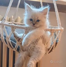 Cuccioli sacro di Birmania 