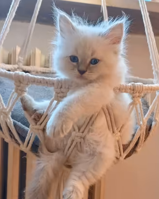 Cuccioli sacro di Birmania 