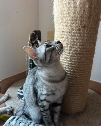 Gatti di un anno