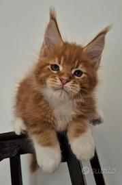 Cuccioli di maine coon