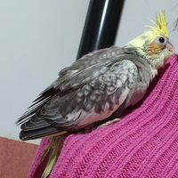 Calopsite fine imbecco