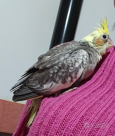 Calopsite fine imbecco