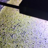 piante galleggianti acquario