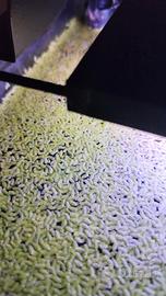 piante galleggianti acquario