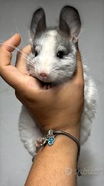 Cincilla maschi di tre mesi, cuccioli dolcissimi