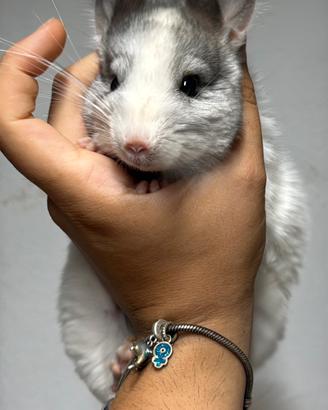Cincilla maschi di tre mesi, cuccioli dolcissimi