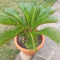 cycas