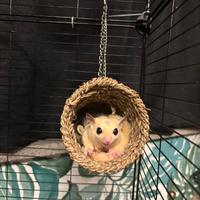 Petauro dello zucchero+gabbia nuova su 3 piani