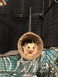 Petauro dello zucchero+gabbia nuova su 3 piani