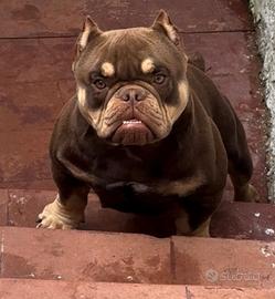 American Bully Trichoco Femmina