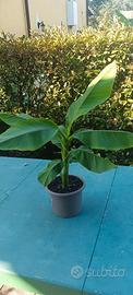 pianta di banano in vaso