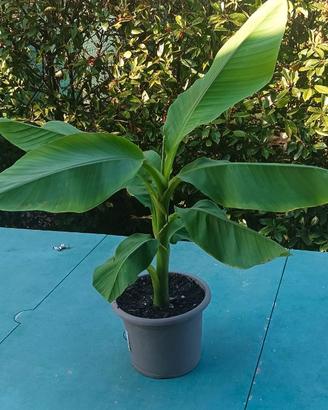 pianta di banano in vaso