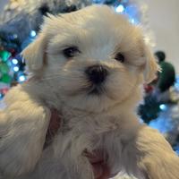 Cucciole di Maltese taglia piccola