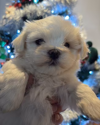 Cucciole di Maltese taglia piccola