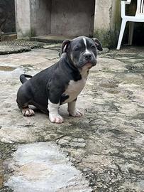 American bully poket ABKC