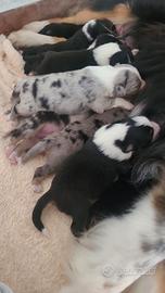 Cuccioli di Pastore Australiano