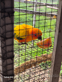 Conuri del Sole Coppia