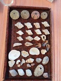 lotto di conchiglie di mare naturali mar med