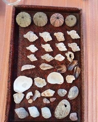 lotto di conchiglie di mare naturali mar med