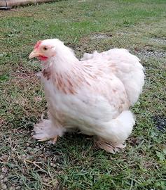 GALLINE COCINCINA NANA