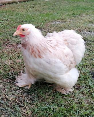 GALLINE COCINCINA NANA