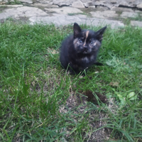 Gattina affettuosa pronta da adottare