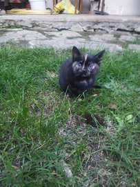 Gattina affettuosa pronta da adottare