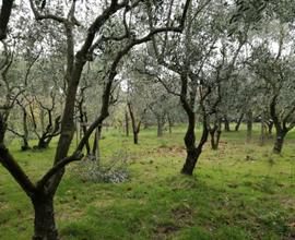 Terreno agricolo