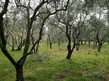 Terreno agricolo