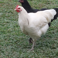 Australorp Bianchi