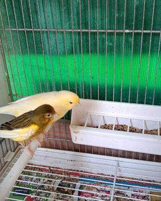 Canarini maschi