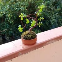 mini bonsai di portulacaria afra 