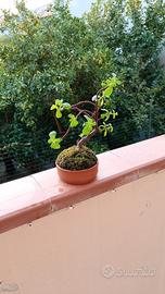 mini bonsai di portulacaria afra 