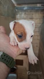 Cuccioli jack russell
