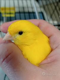 Canarino maschio