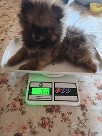 Spitz di Pomerania NANO