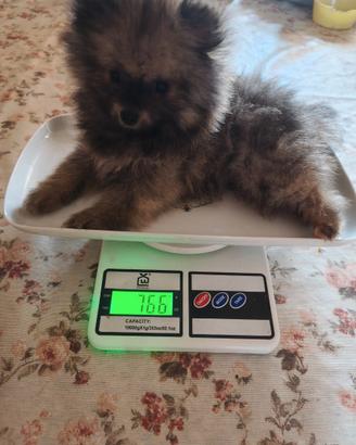 Spitz di Pomerania NANO