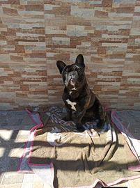 Bulldog francese