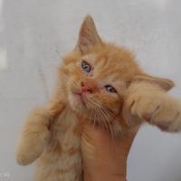 Gattini cuccioli British di colore red tabby