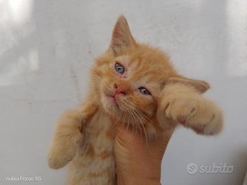 Gattini cuccioli British di colore red tabby