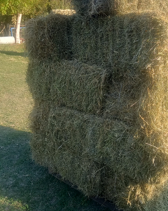 Fieno foraggio erba medica
