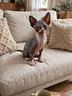 sphynx