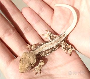 Geco Ciliatus Lilly White. Baby