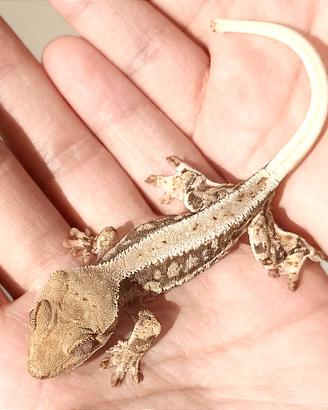 Geco Ciliatus Lilly White. Baby