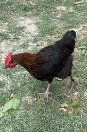 Gallo Marans
