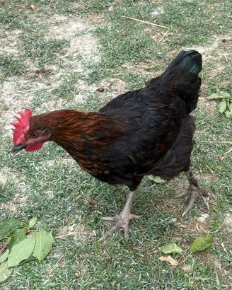 Gallo Marans