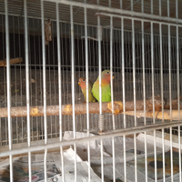 Novelli di roseicollis