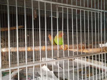 Novelli di roseicollis